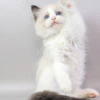 1 (1) Ragdoll Kitten in a Soft Fluffy Fur Coat Fantik