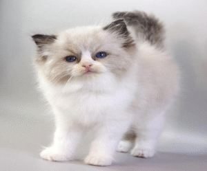 Hennessy is a Graceful Ragdoll Handsome Kitten