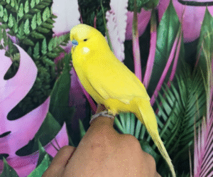 Lutino Yellow English Budgies for sale