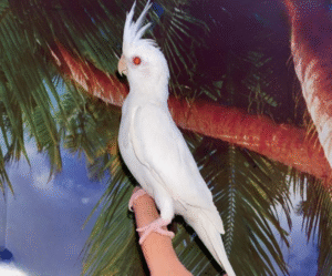Albino Cockatiel for sale