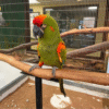 Red Fronted Macaw for sale