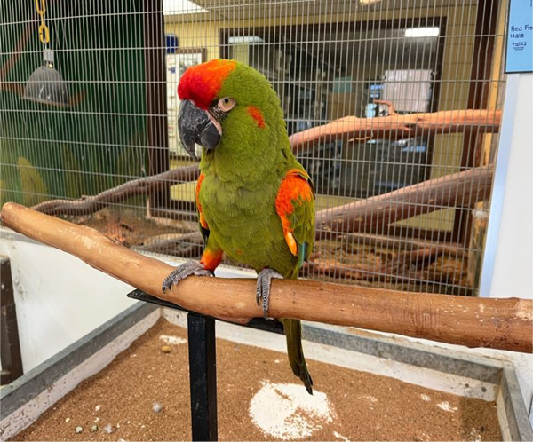 Red Fronted Macaw for sale