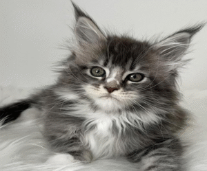 Ivy is an Exquisite Maine Coon Beauty With a Delicate Blue Silver Marble Color