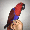 1 Red Sided Eclectus Parrots for sale