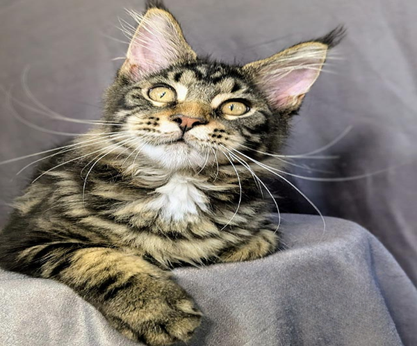 1 (3) Ocean is a Large Maine Coon Kitten in a Marble Fur Coat