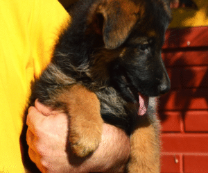 The Littlest Hobo – German Shepherd Dog