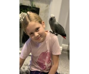 Baby African grey parrot