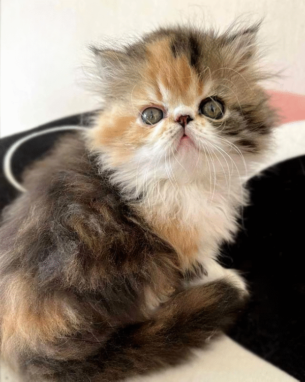 Tame and Playful Persian Beauty in a Bright Tortoiseshell White Outfit Ornella