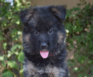 1 Varick – German Shepherd Dog