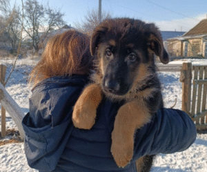 1 Jaws – German Shepherd puppy