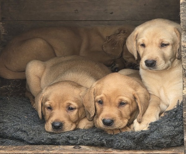 Kc reg yellow labrador puppies