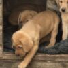 Kc reg yellow labrador puppies