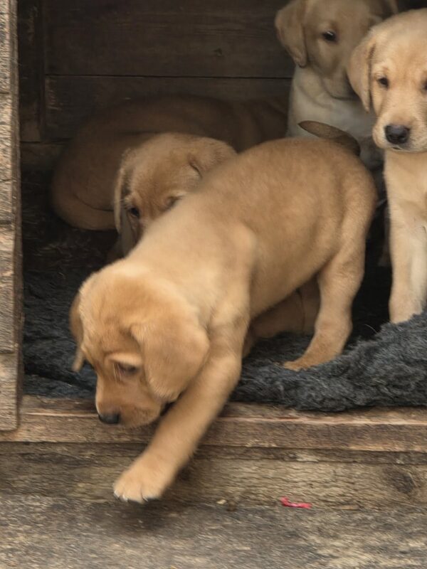 Kc reg yellow labrador puppies