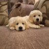 Beautiful purebred IKC Golden Retriever puppies Golden Retriever