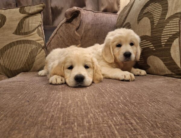 Beautiful purebred IKC Golden Retriever puppies Golden Retriever
