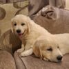 Beautiful purebred IKC Golden Retriever puppies Golden Retriever