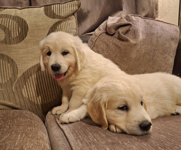 Beautiful purebred IKC Golden Retriever puppies Golden Retriever