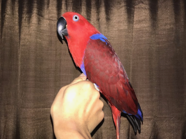 2 Red Sided Eclectus Parrots for sale