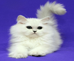 Luxurious Persian Handsome Kitten Yarik