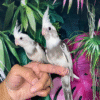 2 White Face Pied Cockatiel for sale