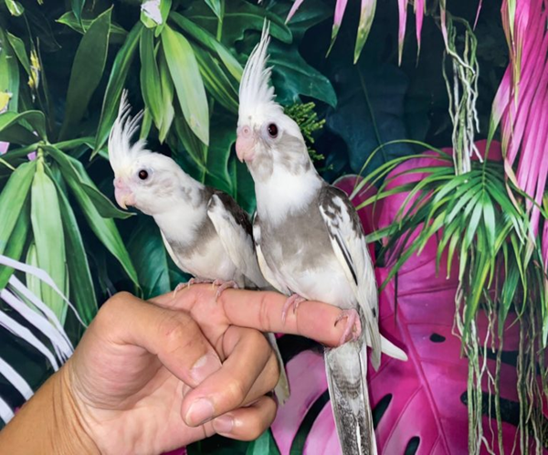2 White Face Pied Cockatiel for sale