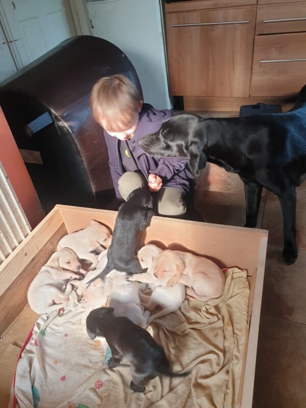 KC REGISTERED, FULLY HEALTH TESTED LABRADOR RETRIEVER PUPS