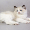 3 Ragdoll Kitten in a Soft Fluffy Fur Coat Fantik