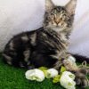 3 (2) Ocean is a Large Maine Coon Kitten in a Marble Fur Coat