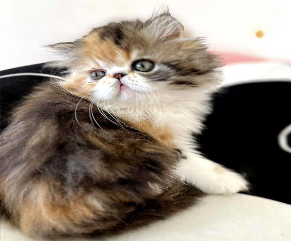 Tame and Playful Persian Beauty in a Bright Tortoiseshell White Outfit Ornella