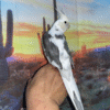 3 Cream Face Pied Cockatiel for sale