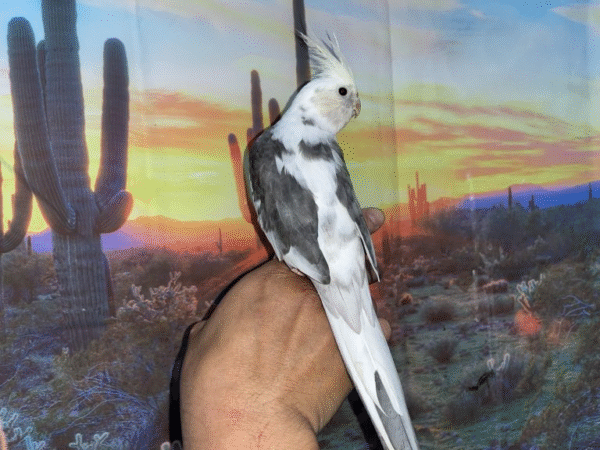 3 Cream Face Pied Cockatiel for sale