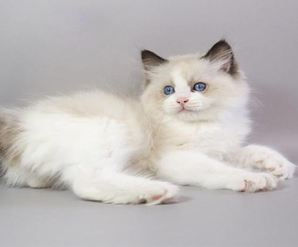 3 Ragdoll Kitten in a Soft Fluffy Fur Coat Fantik