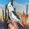 4 Cream Face Pied Cockatiel for sale