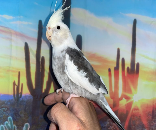 4 Cream Face Pied Cockatiel for sale