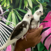 4 White Face Pied Cockatiel for sale