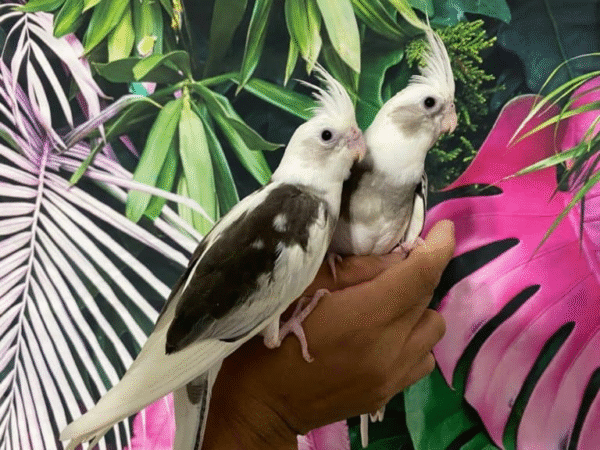 4 White Face Pied Cockatiel for sale