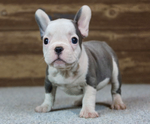 Barkha, the precious