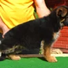 The Littlest Hobo – German Shepherd Dog