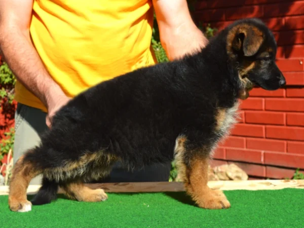 The Littlest Hobo – German Shepherd Dog