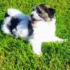 IMG-e ❤️Rare Biewer Yorkshire x Maltese puppies (Malbie's) puppy