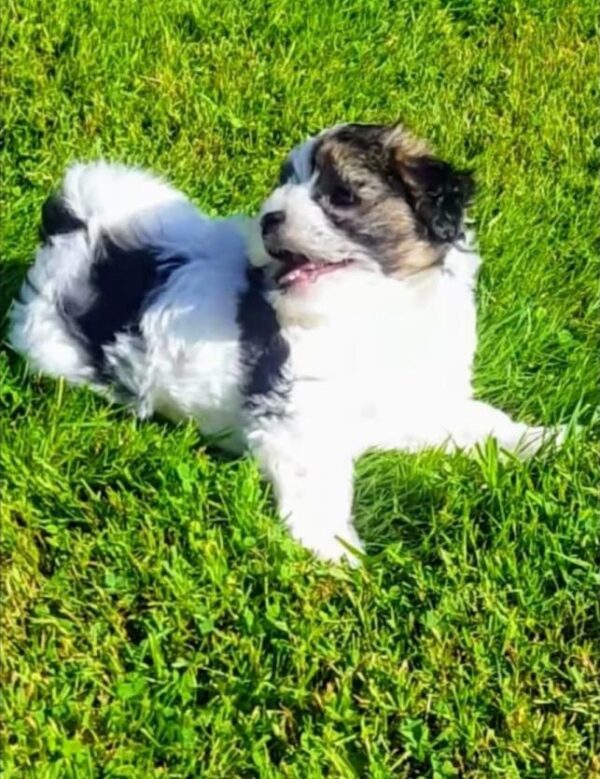 IMG-e ❤️Rare Biewer Yorkshire x Maltese puppies (Malbie's) puppy