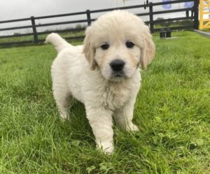 Premium Show Quality IKC Registered Golden Retriever puppies