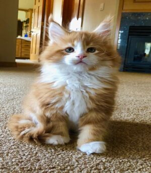 Big Handsome Maine Coon Cat With High Ears and a Spectacular Fur Coat