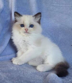 Big Handsome Maine Coon Cat With High Ears and a Spectacular Fur Coat