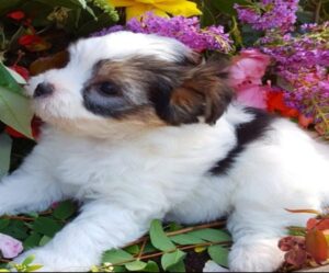 ❤️Rare Biewer Yorkshire x Maltese puppies (Malbie's) puppy
