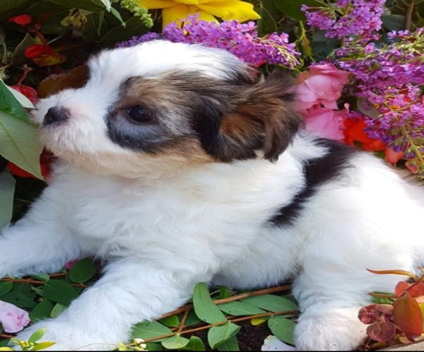 Screenshot_aa ❤️Rare Biewer Yorkshire x Maltese puppies (Malbie's) puppy