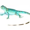 Blue Axanthic Iguana for Sale