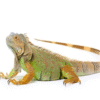 buy-iguana-for-sale Iguanas for Sale