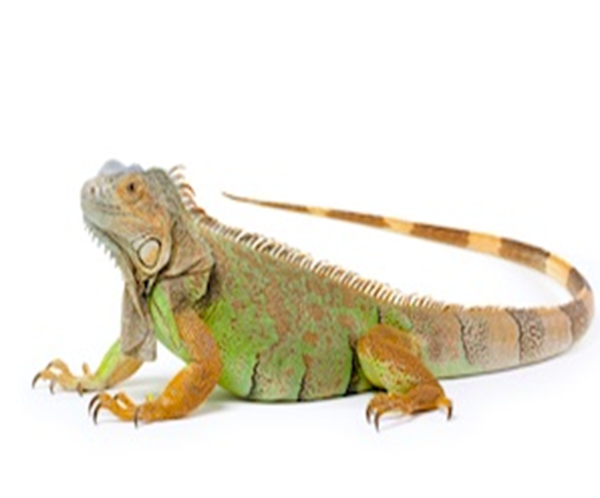 buy-iguana-for-sale Iguanas for Sale