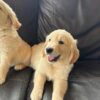 Golden Retriever puppies